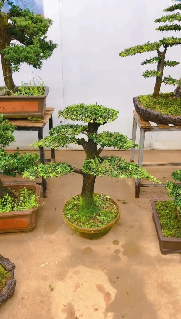 【闪购商品】精品盆景  一物一拍