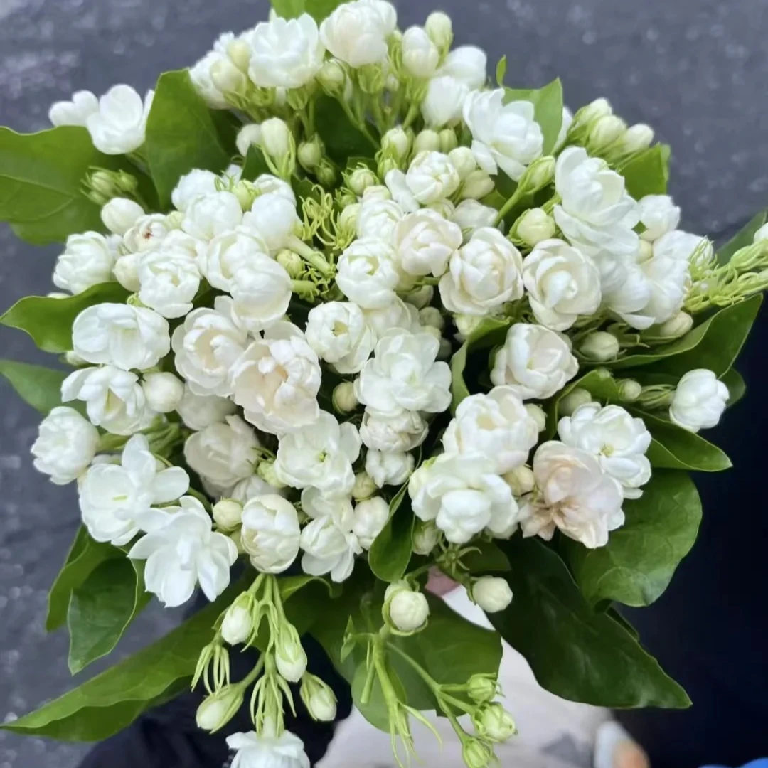 【源头优选】茉莉鲜切花-任意2单鲜花包邮 发货后不支持退款