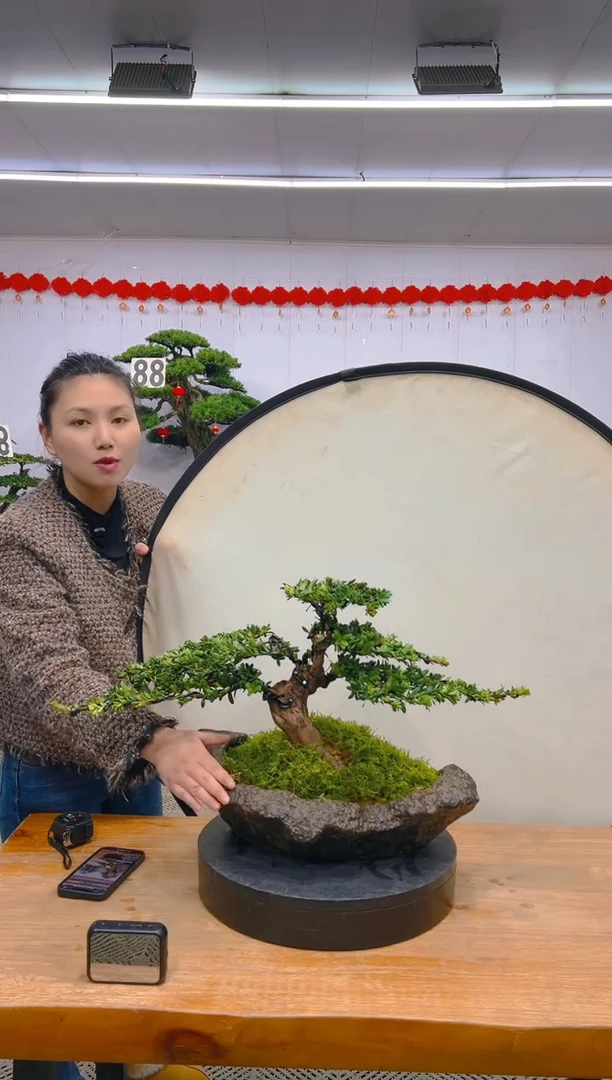 【闪购商品】盆景1