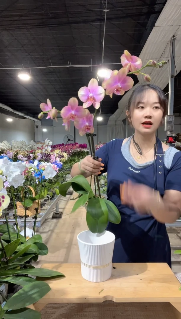 完全开放無***u梵高蝴蝶兰1颗2支花