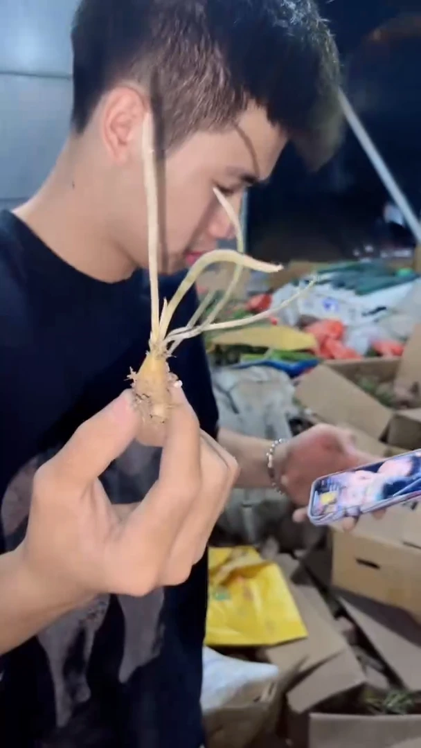 美杜莎 实生根