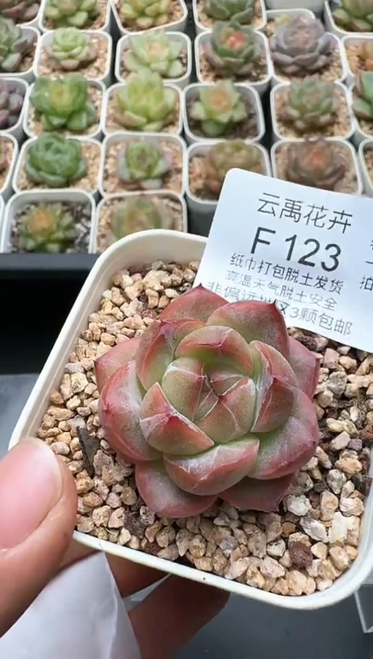 123F云禹多肉植物 默认脱土纸巾打包 3颗包邮