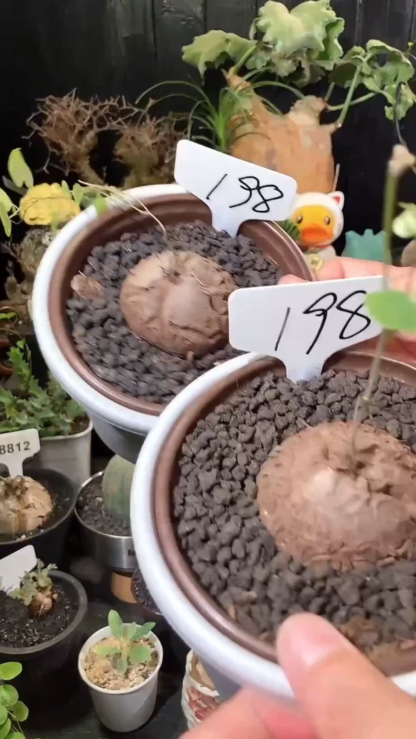 198号1007南非龟甲龙福利特价组合