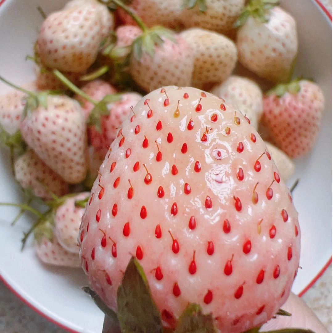 【非常香甜】丹东分粉玉草莓1盒250克淡雪草莓