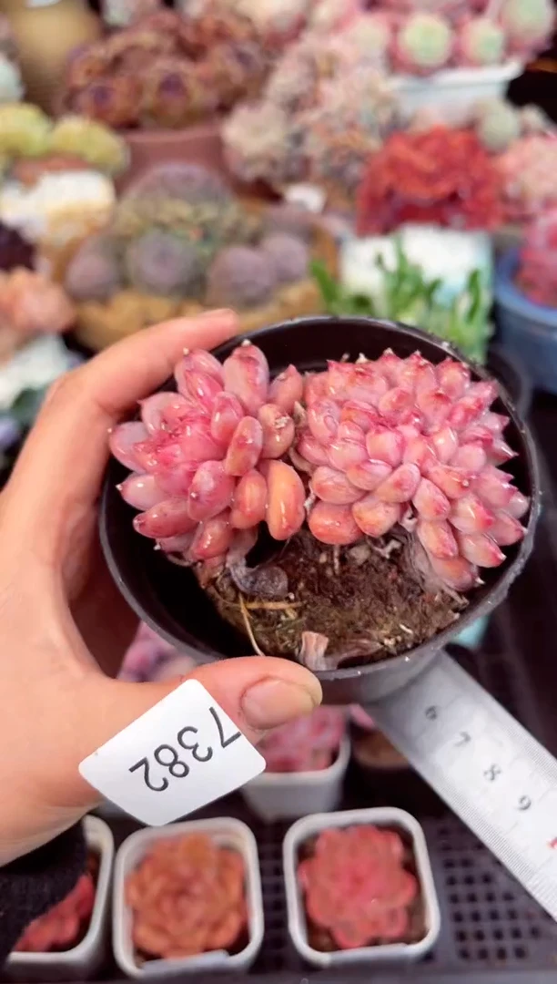 【闪购商品】7382粉珍妮缀化多肉