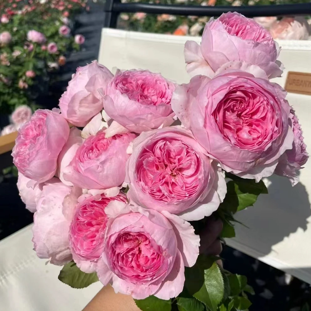 【低价促销】2棵包邮 月季玫瑰根接扦插已修剪花卉绿植切花浓香