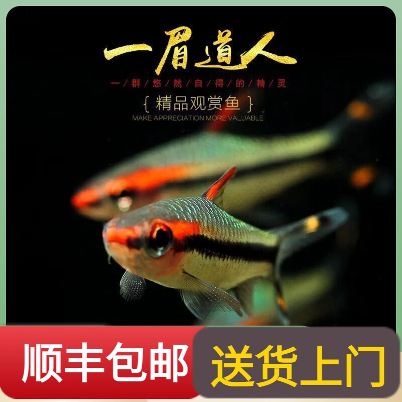 顺丰包邮一眉道人鱼红眉灯科鱼小型淡水热带观赏鱼活体群钻石游鱼