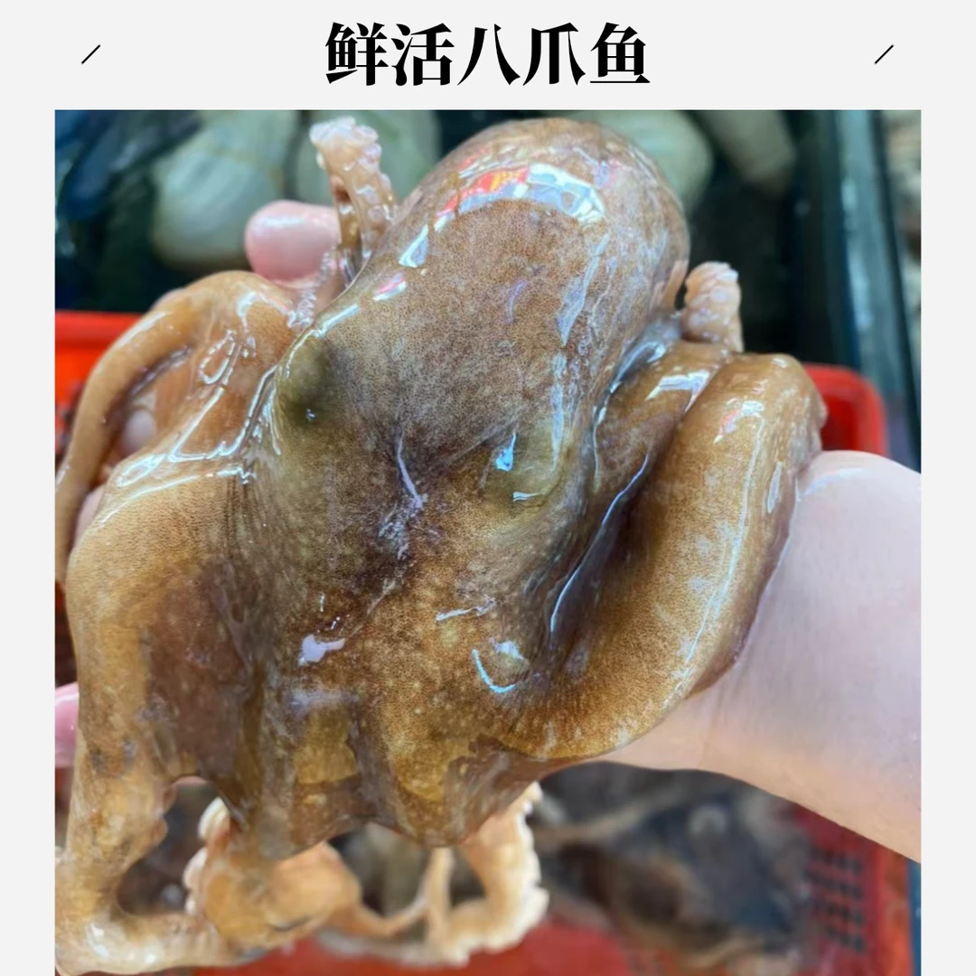 鲜活生猛八爪鱼500g。默认杀好。不杀留言备注