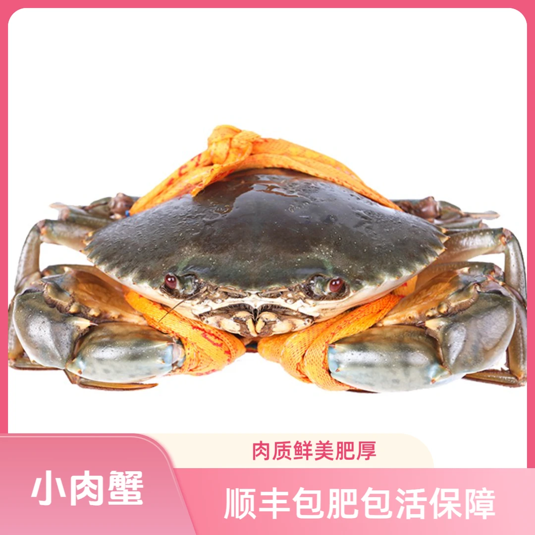 【4只礼盒装】正宗三门青蟹肉蟹海鲜水产生鲜小奄仔蟹螃蟹鲜活发货