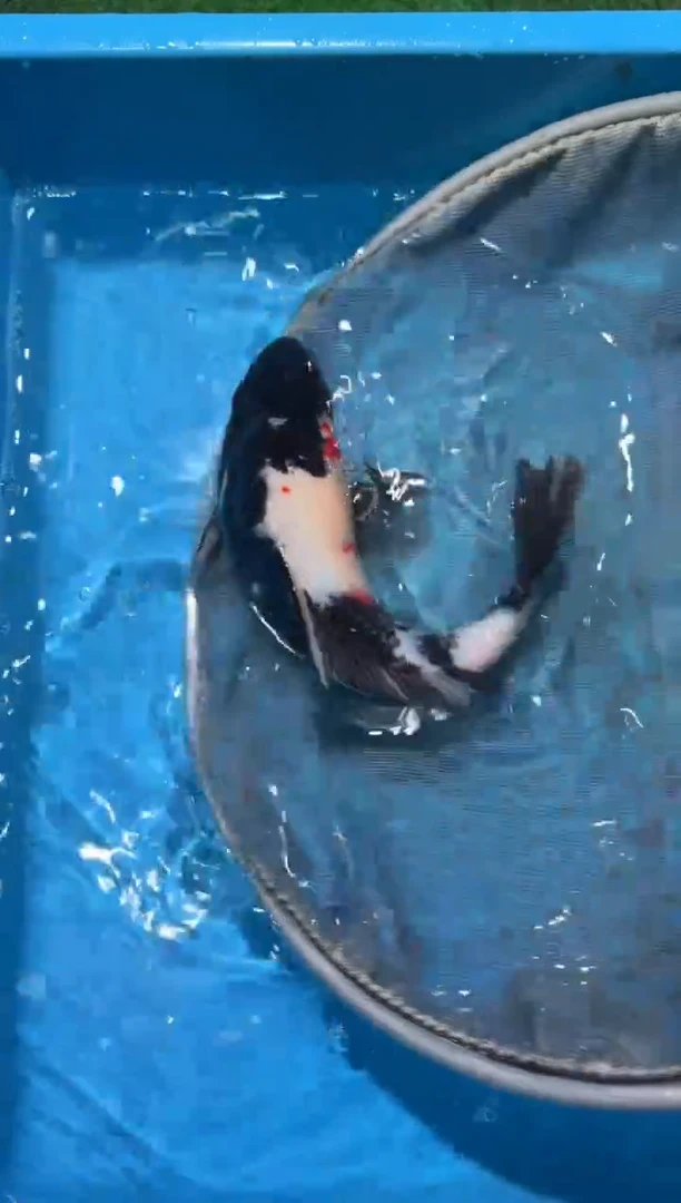 锦鲤点关注右下角竞拍链接出价