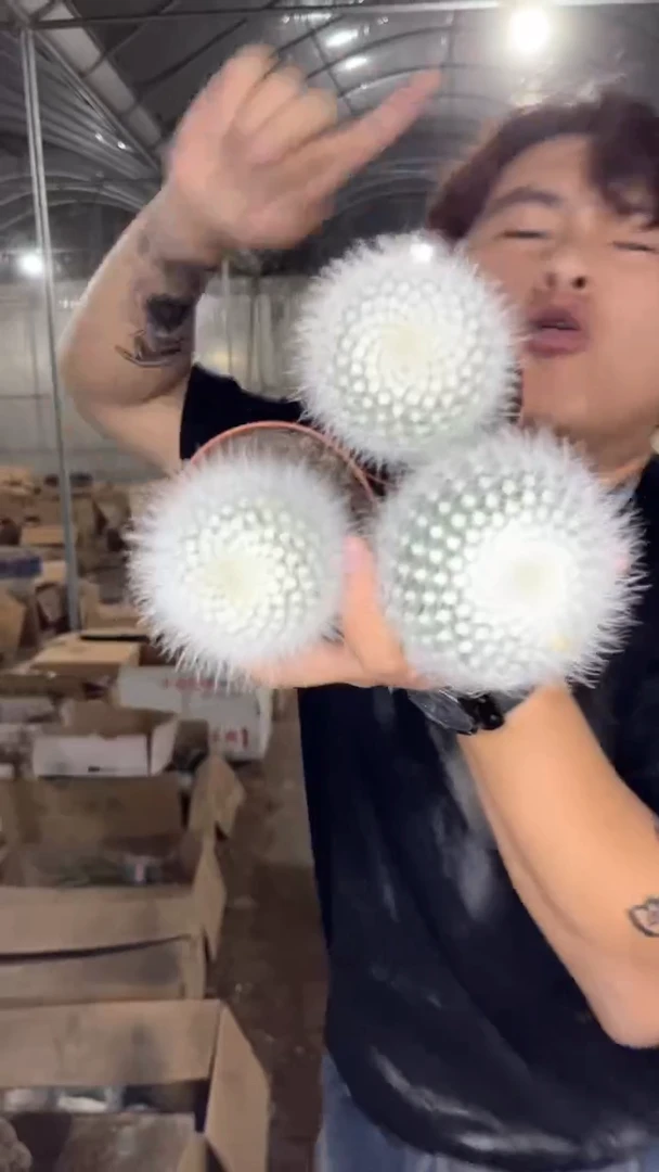 3颗 实生根 单头 白小丁