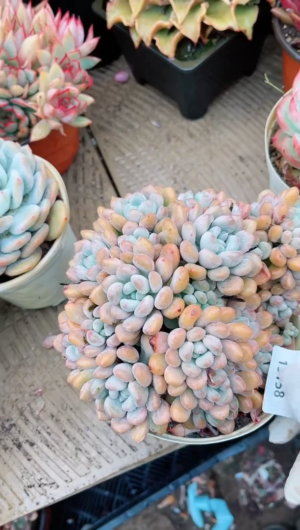 【闪购商品】19158多肉