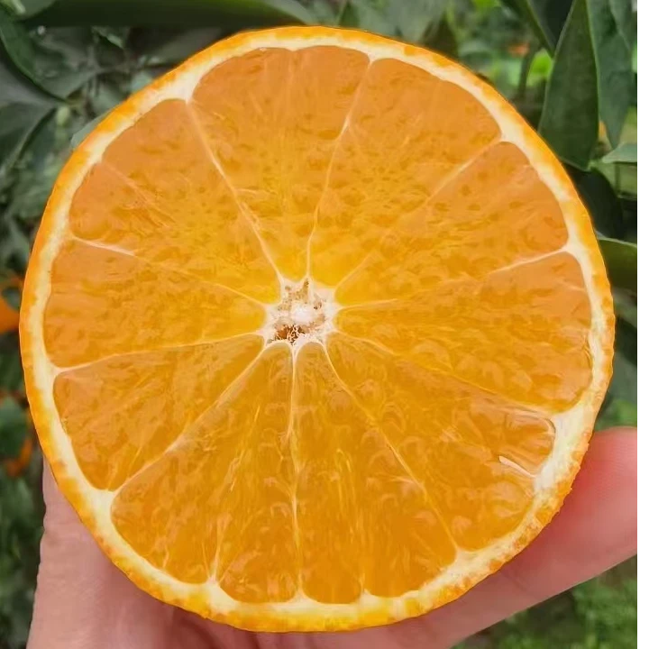 四川爱媛38号果冻橙新鲜现摘应季水果爆甜多汁无籽无渣