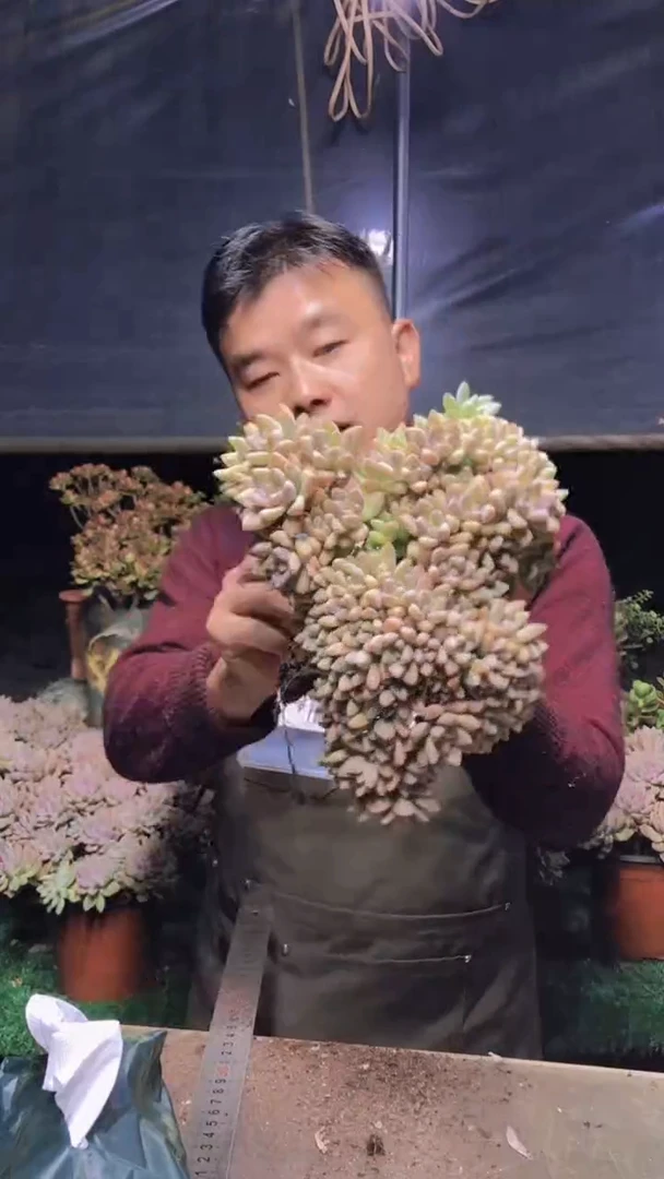 214雪缀化一物一拍（微瑕）