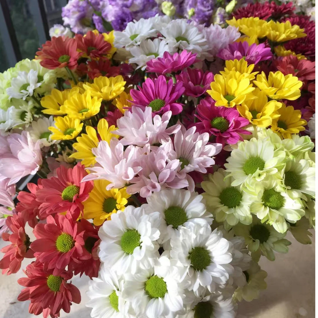 鲜花【混色小菊】同地址两单顺丰或京东送货上门+配草1扎