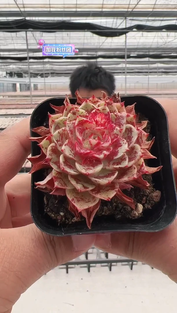 【闪购商品】曼巴-7