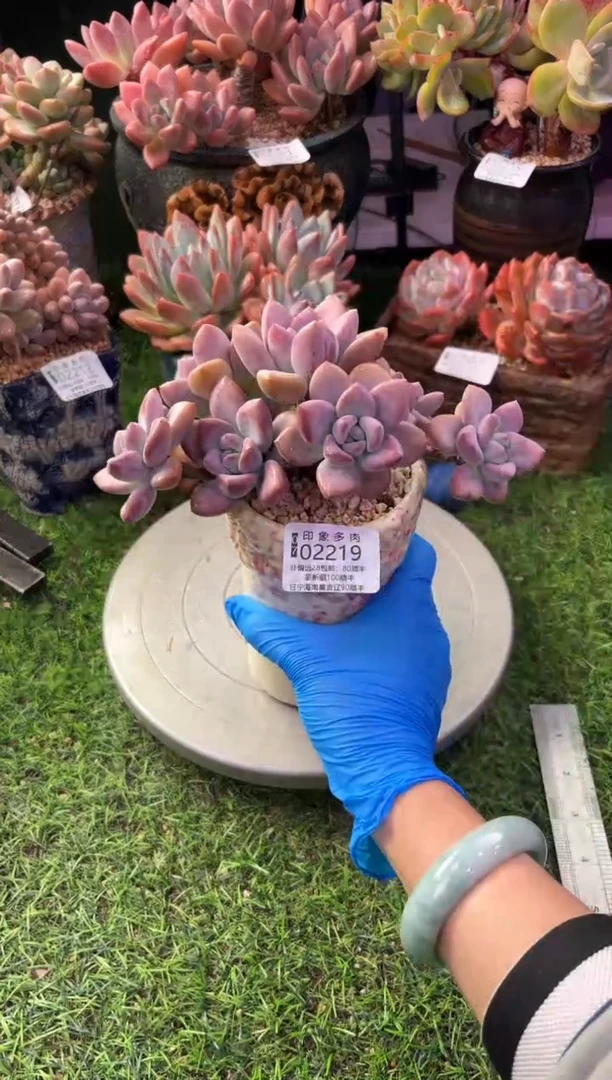 昆明印象多肉02219