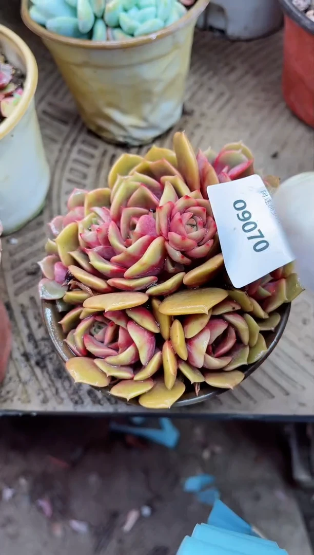 【闪购商品】09070多肉