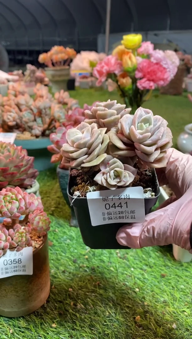 【闪购商品】0441a