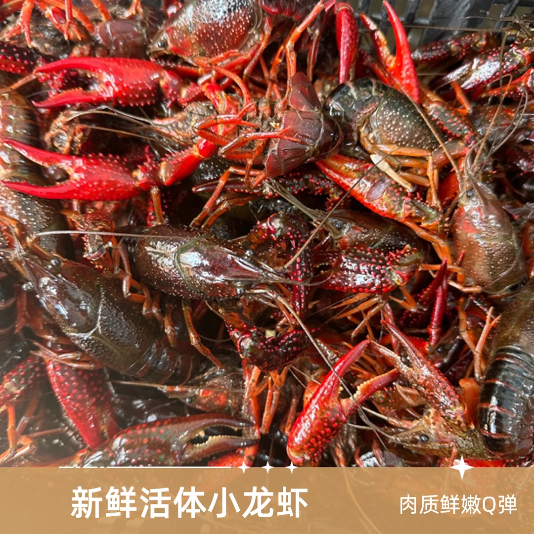 《港船精选海鲜》潜江大号小龙虾(5斤装)