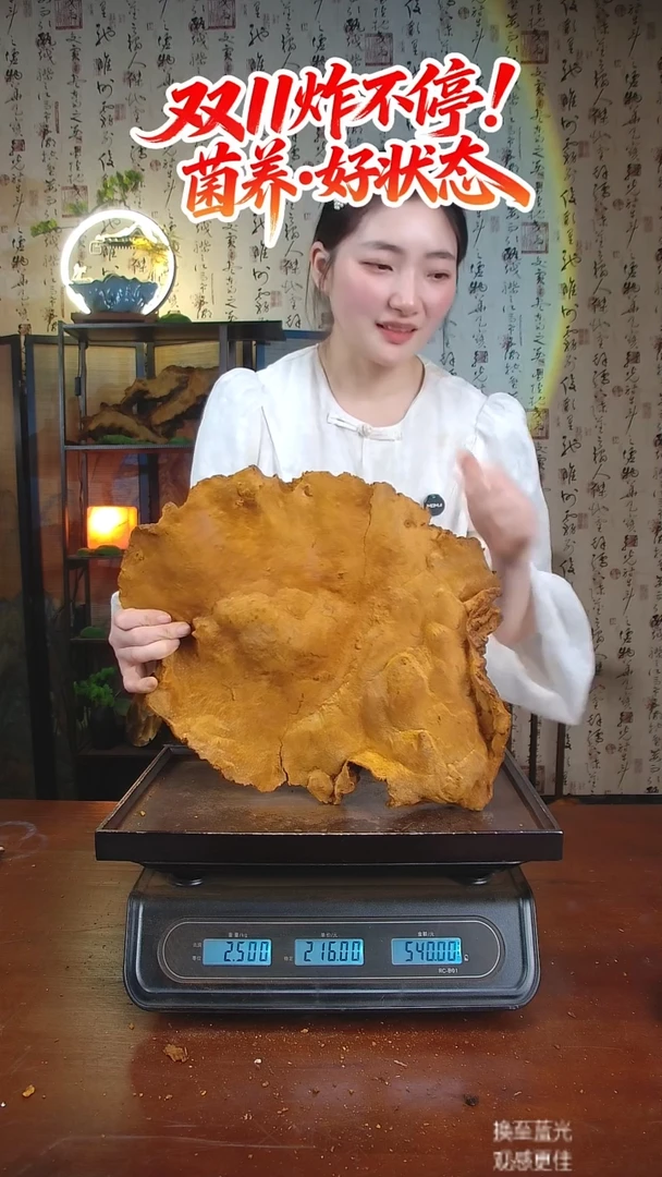 松针层孔菌中国大陆【藏区 野生】松树桑黄（5.16斤）60-70年份