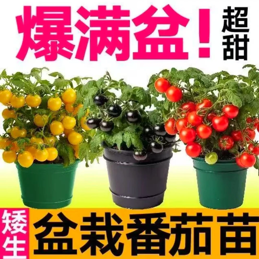 漂亮超甜的矮生番茄苗阳台庭院盆栽