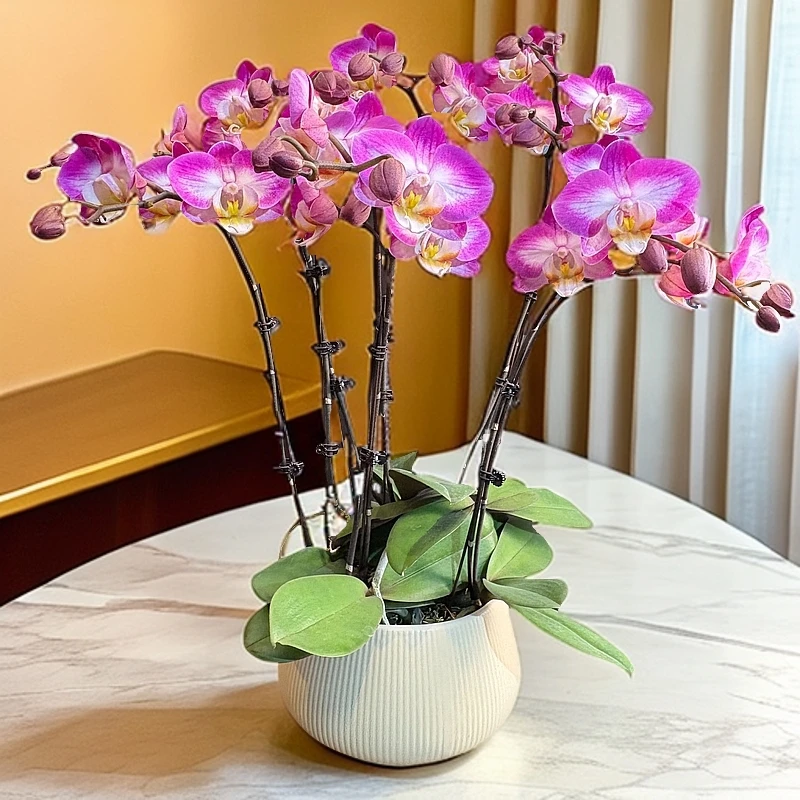 【粉宝图】蝴蝶兰盆栽花卉观花植物室内四季开花优质客厅陶