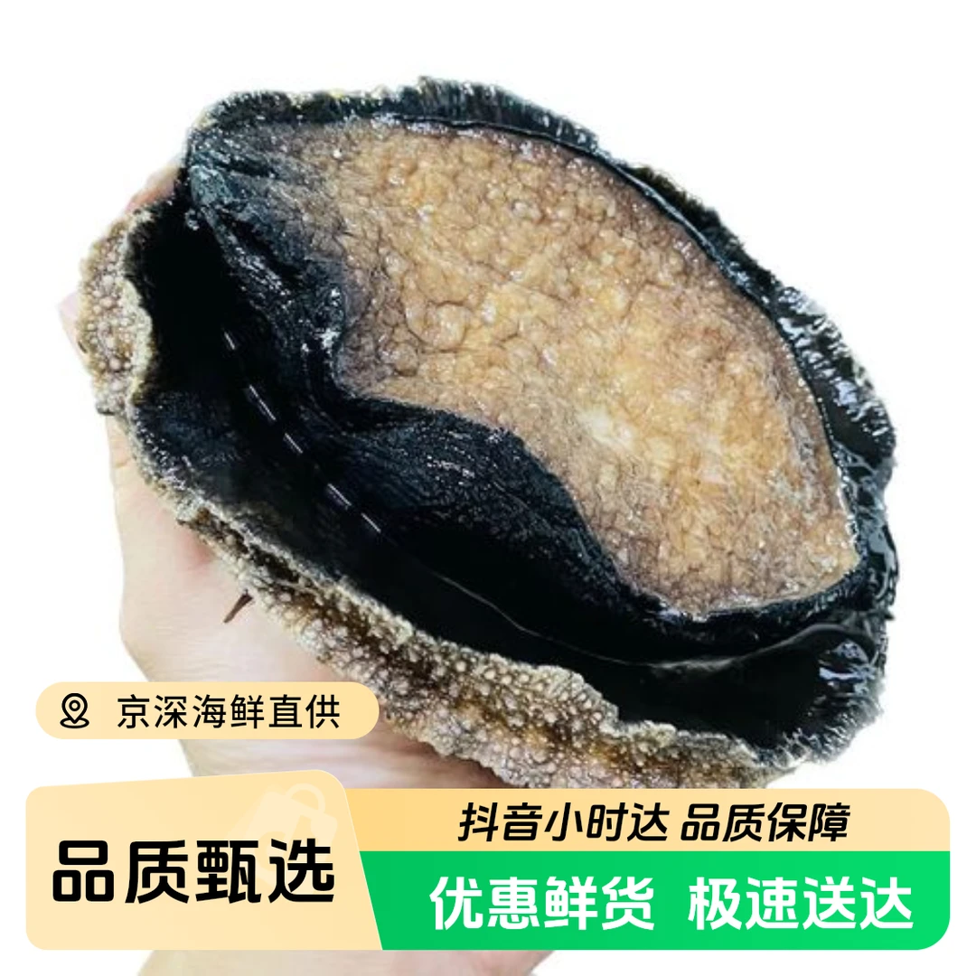 【鲜活】澳洲大鲍鱼  澳鲍 进口海鲜