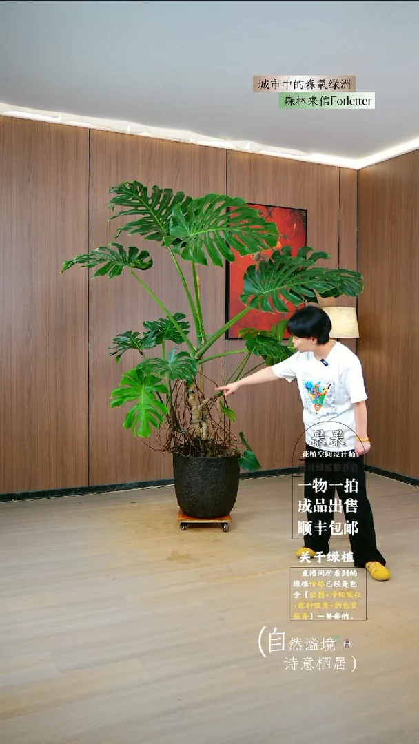 不开花植物用****3大老桩龟背竹福利款一整套