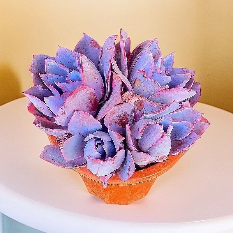 多头晚霞 两头起 脱土发货 多肉植物【满15包邮】 新手 好养 红色