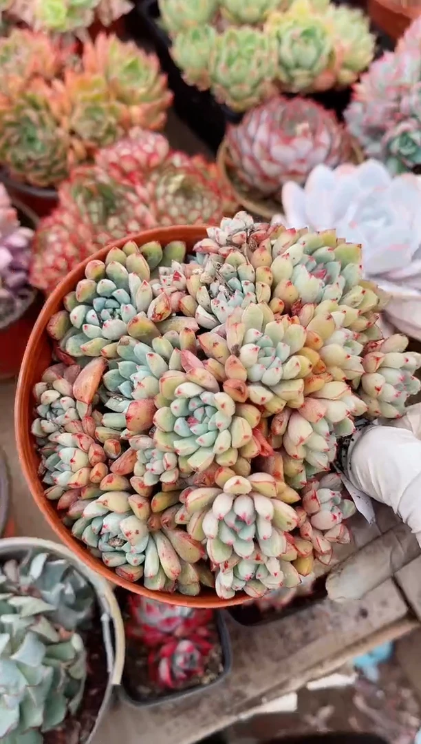 【闪购商品】04462