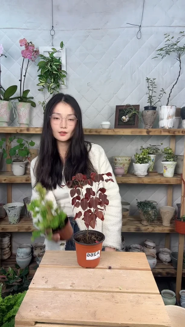 无花朵266火蕨000