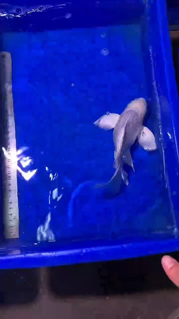 蝴蝶鲤鱼蝴蝶鲤直播选鱼专用链接 凭开箱视频售后