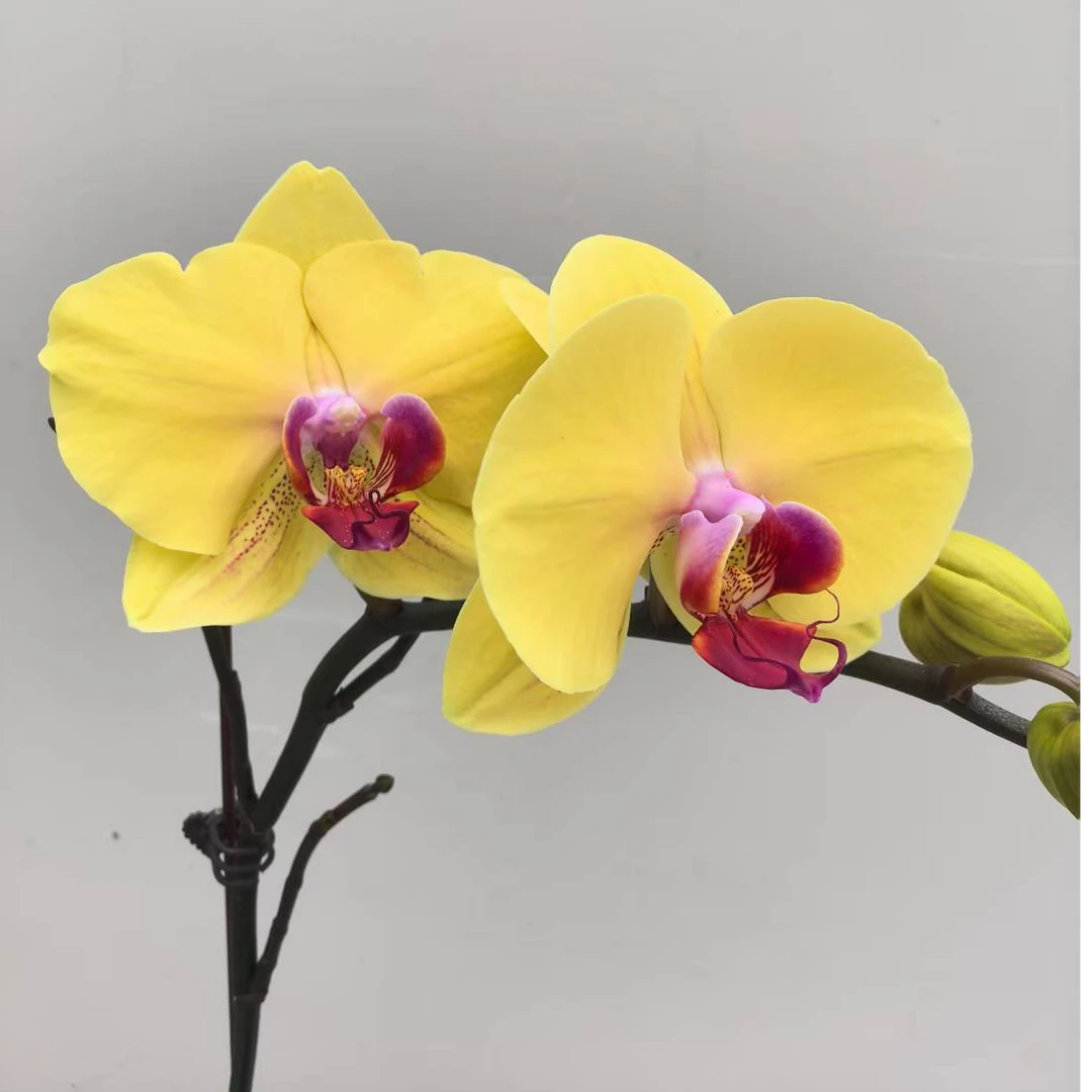 蝴蝶兰【黄金时代】3.5寸金黄中大花 花期长（不配篮）