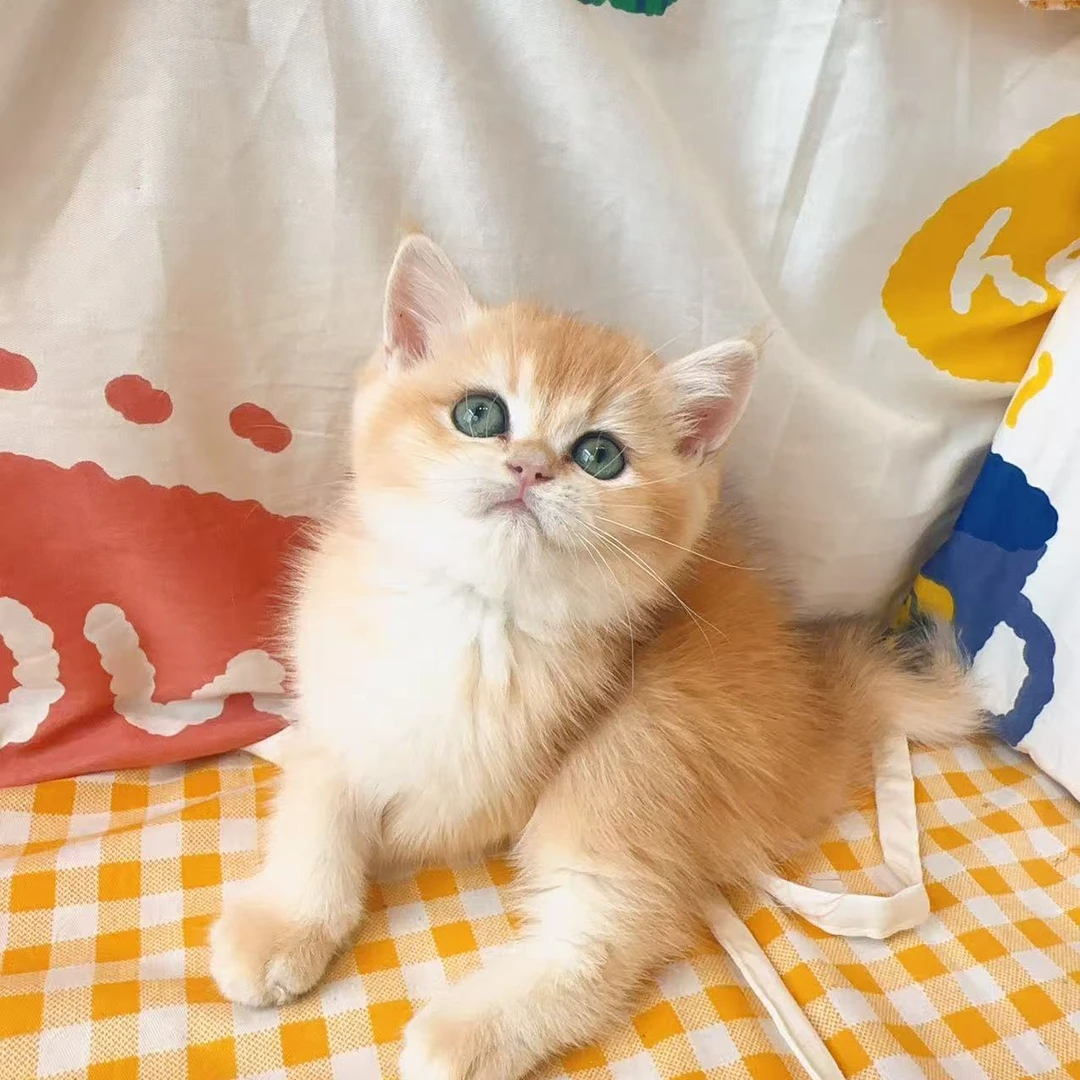 精品英短蓝猫蓝白金银渐层美短缅因布偶暹罗加菲猫