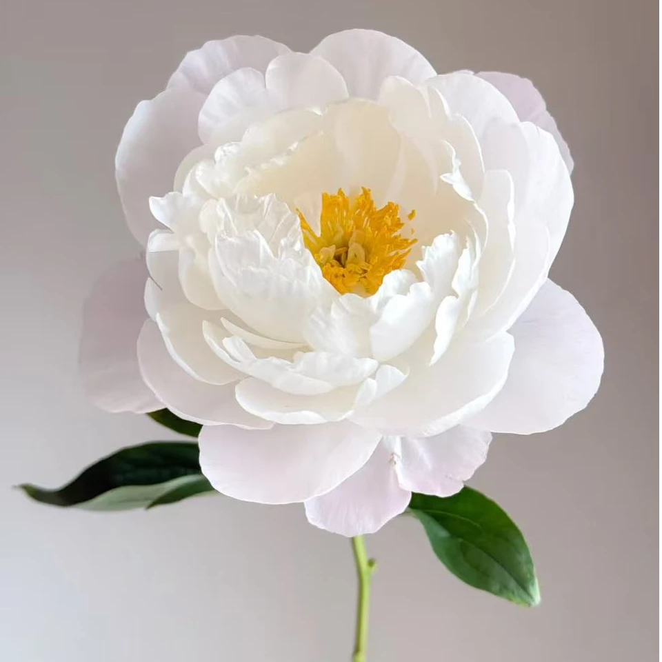 头茬大花苞进口重瓣芍药【美国小姐】基地冷链直发