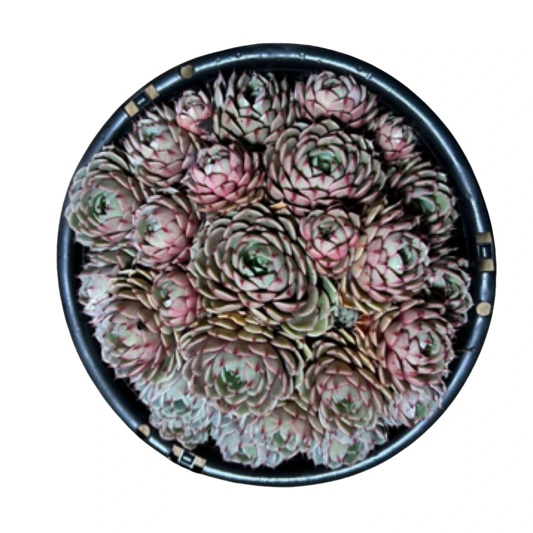 眼镜多肉（大笨巴蒂斯）整装老桩飘枝盆栽盆景多肉