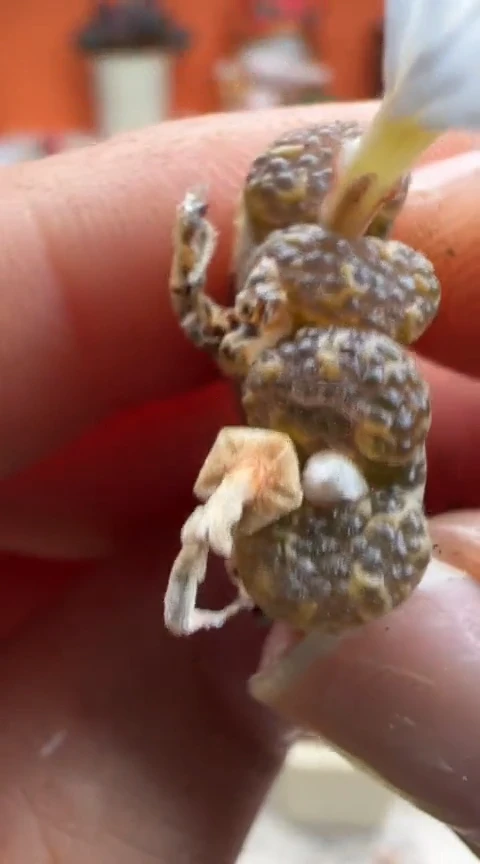 174超级无敌爆炸好看美肉。。。。。。。