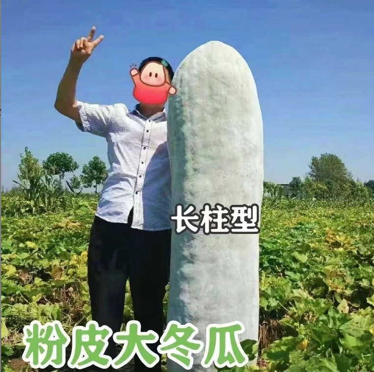 粉皮大冬瓜种子特大巨型秋冬粉皮大冬瓜籽高产大冬瓜籽四季蔬菜种