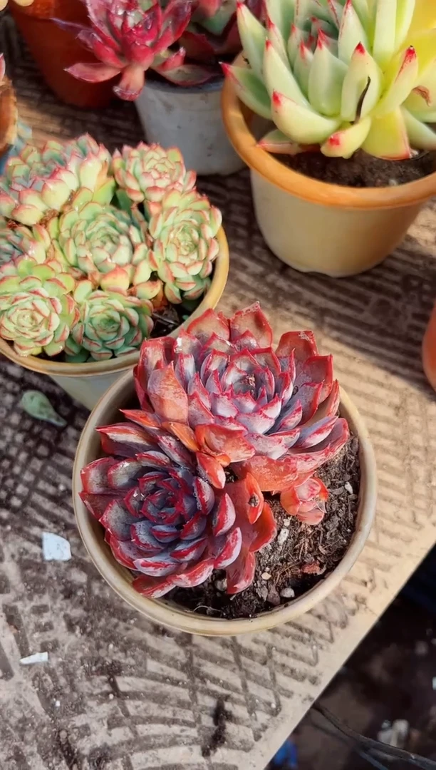 /****/多肉植物一物一拍07028