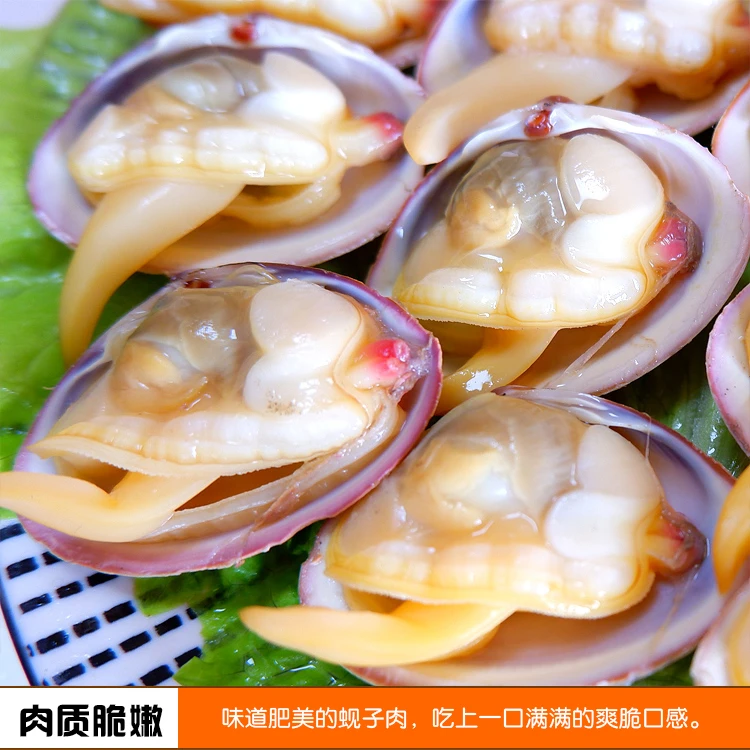 [顺丰快递]丹东东港野生大黄蚬子 鲜活 原产地发货 90%无泥无沙