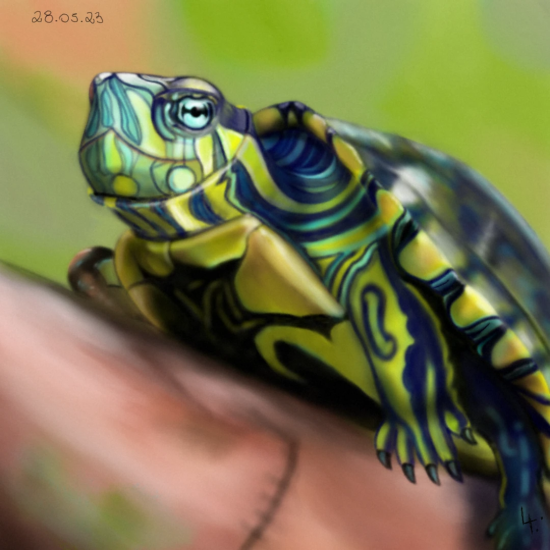 直播三号链接精品火焰龟（乱拍不发货）