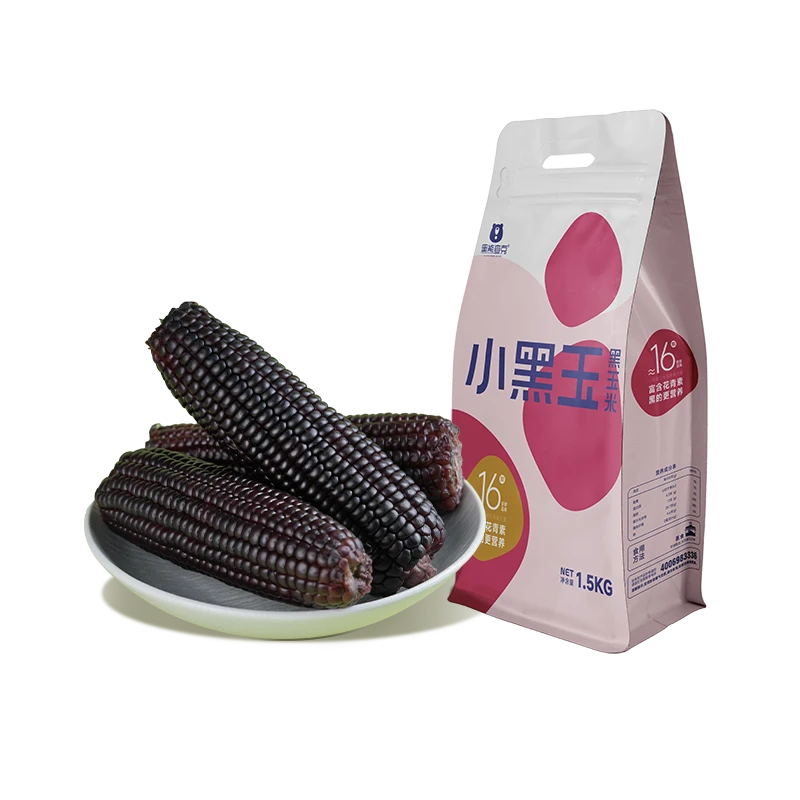 滨州畛棒黑玉米根新鲜采摘微糯甘甜黑玉米