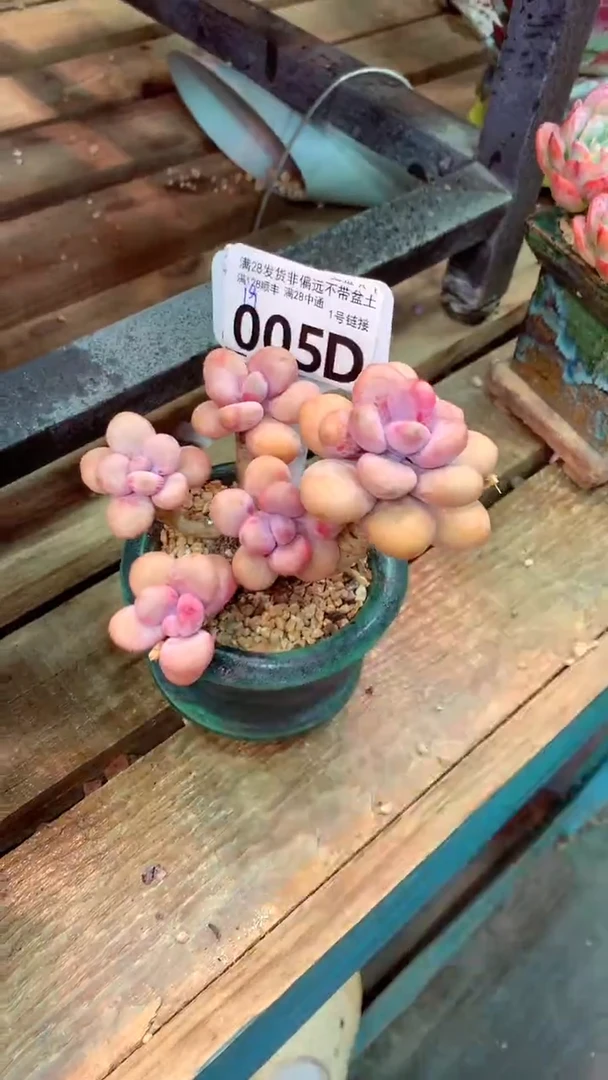 005D（一物一拍实付满28发货，默认不带盆土）