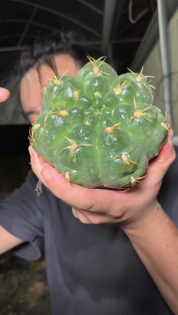 美花海王 实生根 7-10cm 不带花苞