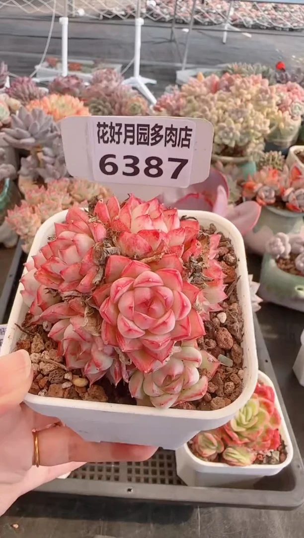 【闪购商品】6387.