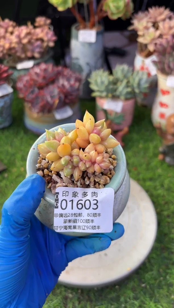 昆明印象多肉01603