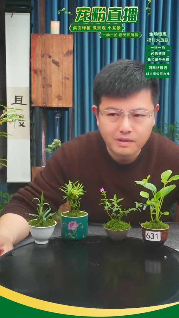 无花朵舒*童苔藓微景观631号