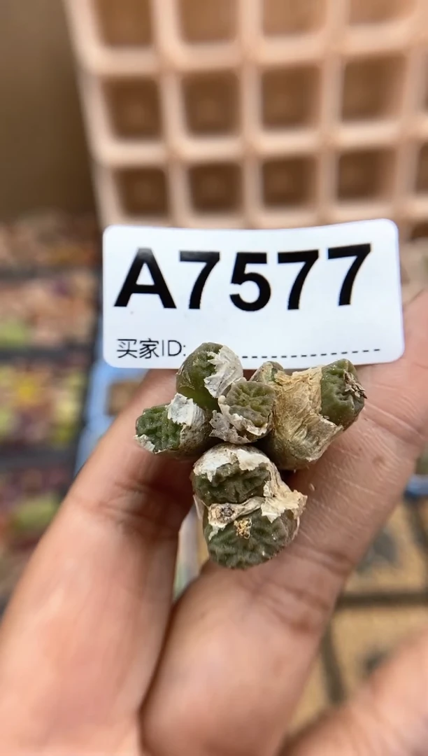 【闪购商品】7577直播间一物一拍链接