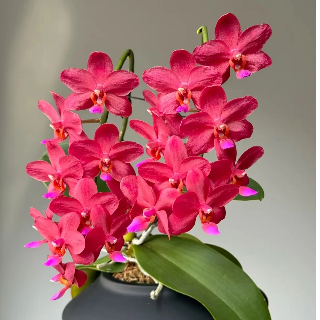 【梦幻女郎】红色系蝴蝶兰 1.7寸杯小苗 不带花剑 介意慎拍